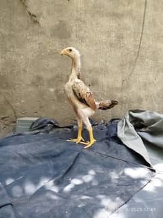 King Shamo | German Shamo | Aseel Shamo | Shamo chicks | white shamo
