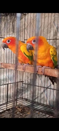 suncnore healthy active pair