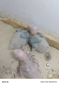 raw chicks