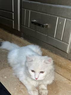Persian 6 month male