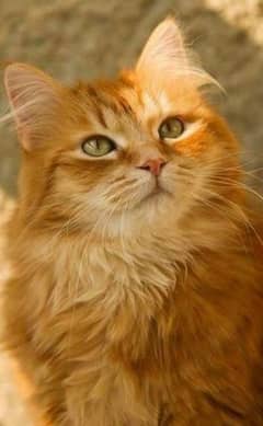 ragdoll