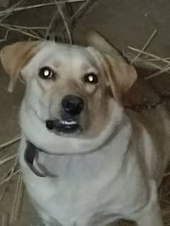 for
