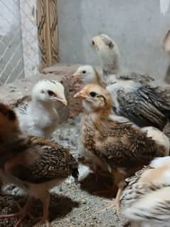 Aseel Sindhi chicks. Sindhi Aseel chicks.