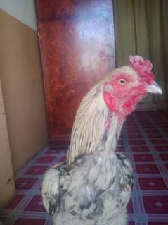 murga