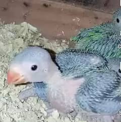 Raw Chick Active & Healthy