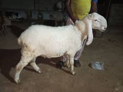 dumba ready for qurbani 2025