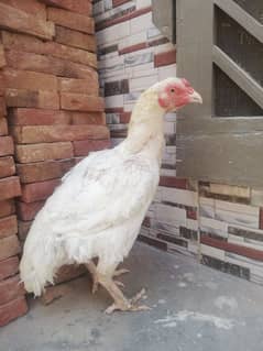 White aseel hen 03009484457