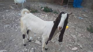 heavy goat bakra for sale