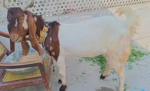 qurbani bakra 2025 Donda Cassid
