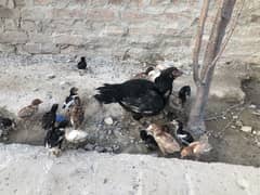 Aseel chicks