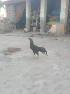 Aseel