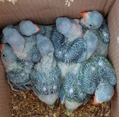 Raw Chicks Active & Healthy