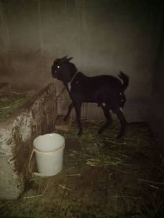 qurbani