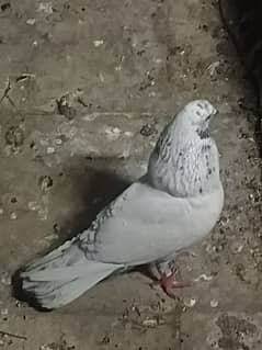 high fly male for sale white kabutar