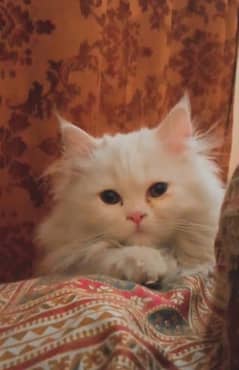 PERSIAN TRIPLE COATED CATS