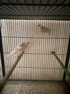 Fawn Java 5 Chicks Age 3 Months For Sale