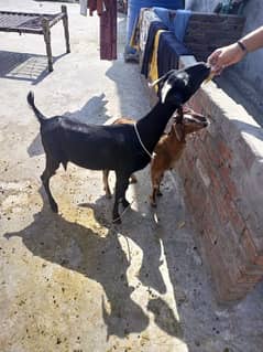 Teddy bakri aur bacha