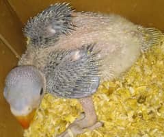 Raw Parrot baby active