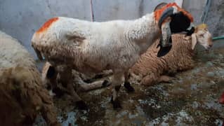 desi chatray