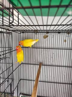 lovebirds