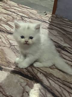 Male female Persian kitten