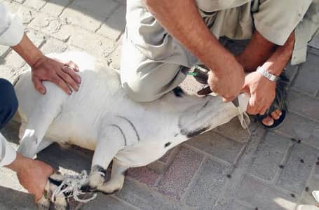 Qurbani Ka Bakra Zibha karwayn | Slaughtering Service Available