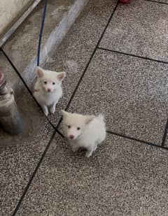 Russian pair