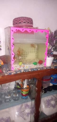 Aquarium + 6Fishes Very Cheap Urgnt