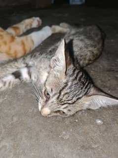 Cats sale
