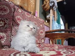 kitten