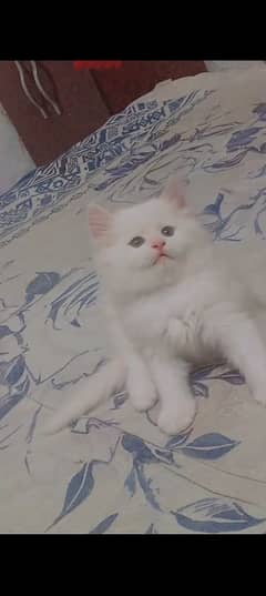 50 days male Persian kitten