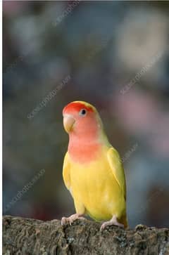 common LUTINO lotino breeder pairs available parrots