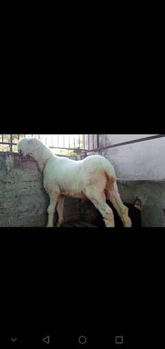 qurbani