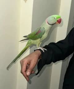 Kashmiri Raw Parrot Hand Team