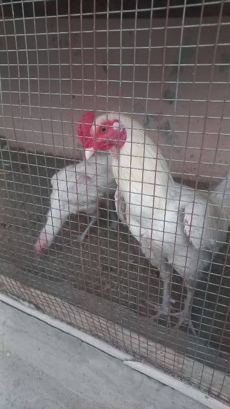 Paper white Aseel Heera Murga and Murgi 6