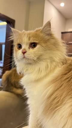 for