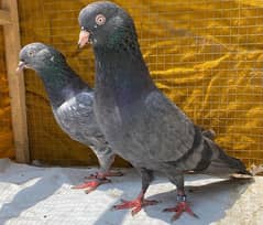 Nella kamger bredr pair avil