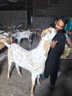 Mashallah big size bakra 5o Bakra avuilable