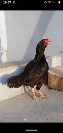 ASEEL mainwali muskhi Madi