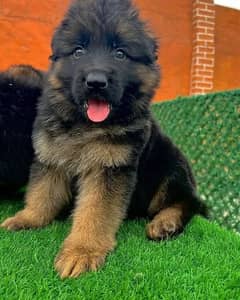 GERMAN SHEPHERD PUPPIES