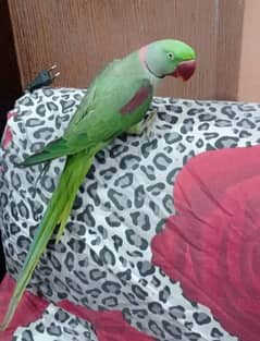 Raw Parrot Very Friendly