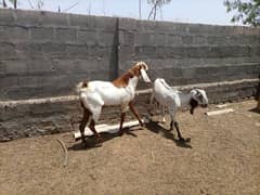 rajanpuri Ando bakra