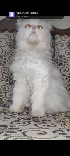 PERSION FEMALE CAT LOOKING FOR NEW HOMEE