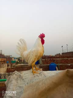 broiler cock