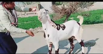 bakra