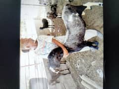 sheep for sale