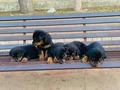 rottweiler puppies