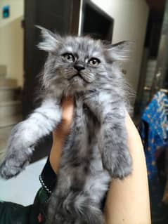Cute Grey kitten with grey eyes (1 month)