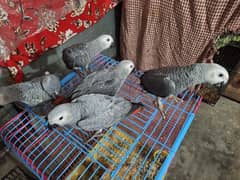 African grey salf  DNA k sath male female