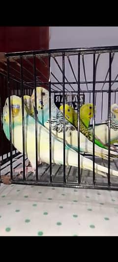 Bajri breeder pairs 8 pairs available